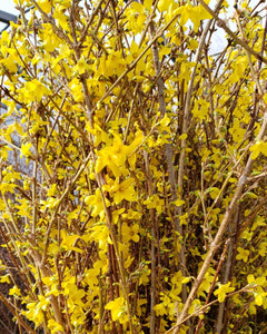 Intro to Ornamentals