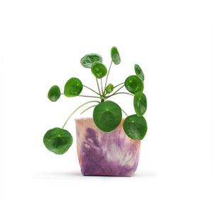 Tie Dye Starburst Canvas Planter